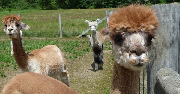 Alpaca Shack 2 Alpaca Shack Image