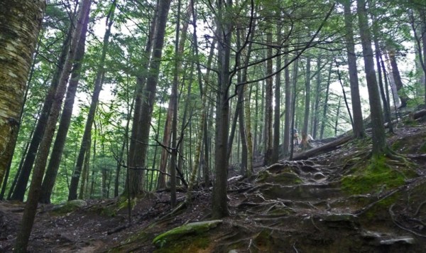 Moss Glen Falls Trail