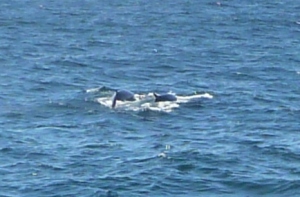 Whale Watch, Bar Harbor Maine