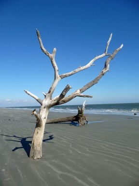 Hunting Island Beach, South Carolina