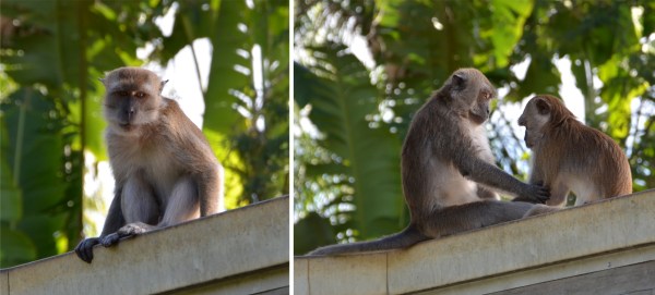 Monkey Jungle, Miami Florida