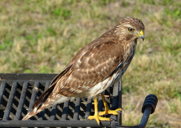 Red Shouldered Hawk Image