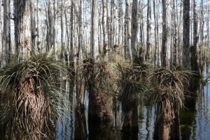 Slough Slog, Everglades National Park