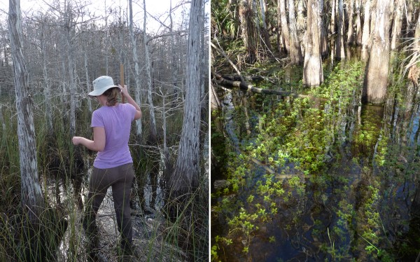 Slough Slog, Everglades National Park