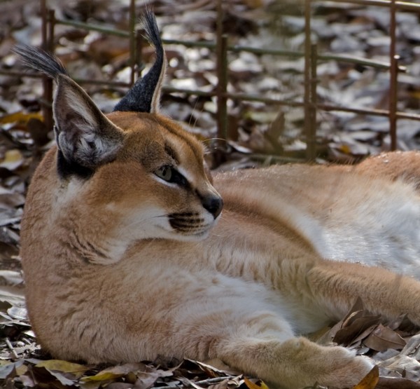 Caracal Image