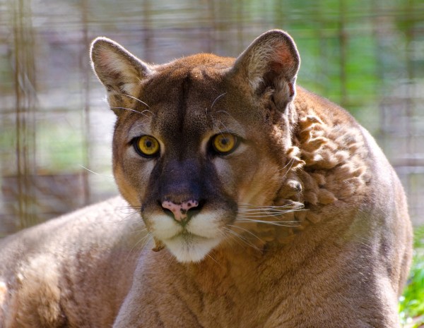 Cougar Image