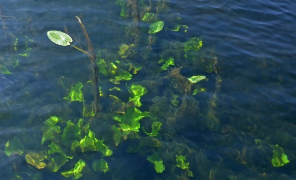 Suwannee River, Manatee Springs, FL