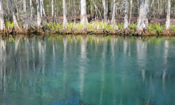 Manatee Springs State Park Image