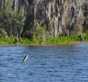Wakulla Springs Edward Ball State Park 2