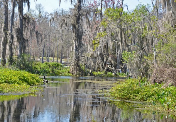 Wakulla Springs Edward Ball State Park, Florida