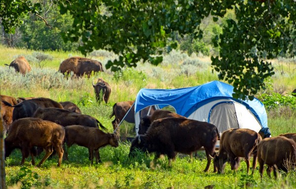 Teddy Roosevelt National Park Bison 1