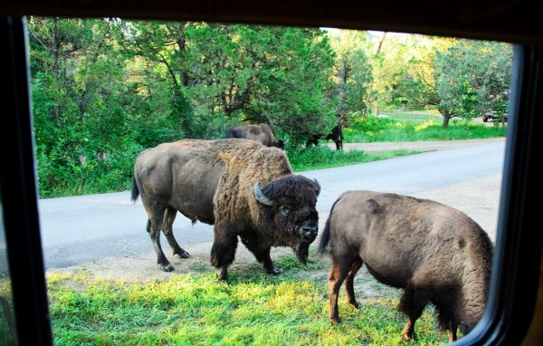 Teddy Roosevelt National Park Bison