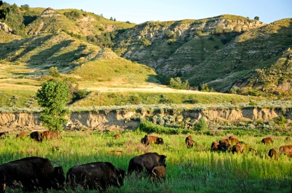 Teddy Roosevelt National Park Theodore Roosevelt National Park