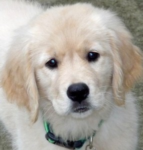 Extended Travel with Pets