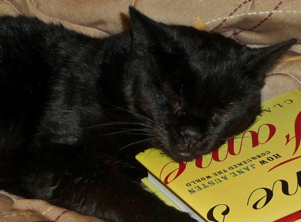 Extended travel with pets