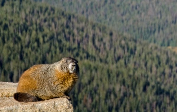 Yellow Bellied Marmot