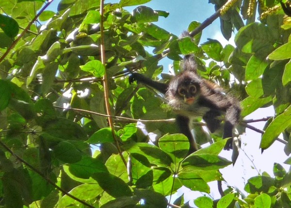Tikal Spider Monkey