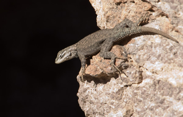 Chiricahua National Monument Gecko