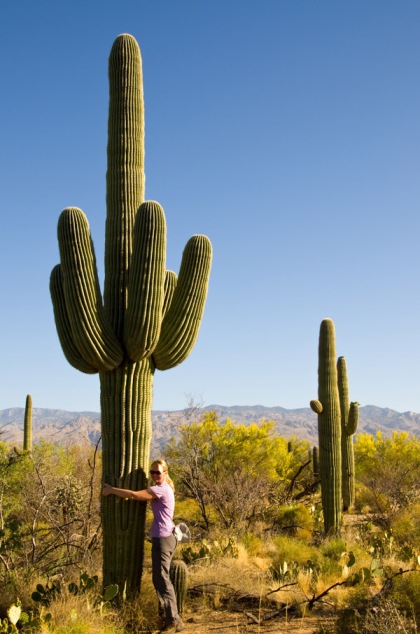 Saguaro National Park, Tucson, AZ
