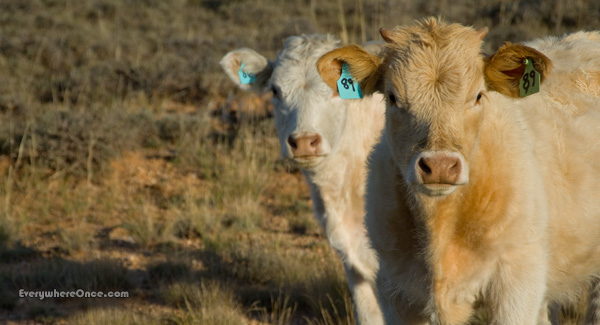 Cute Calves Cows Livestock Animal