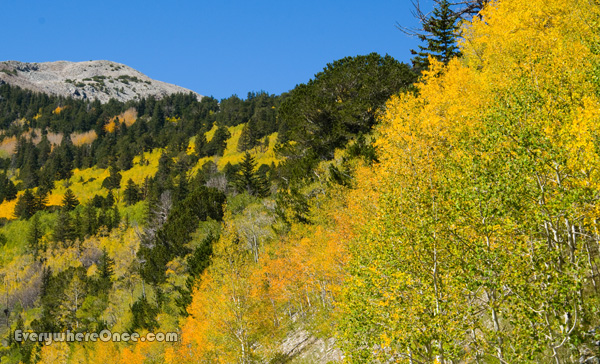 Fall colors in Great Basin National Park, Nevada