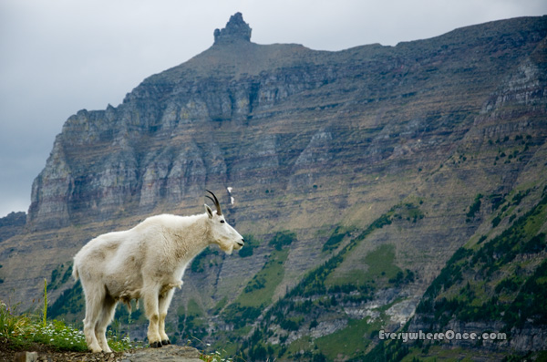 Glacier National Park Mountain Goat Wildlife Landscape