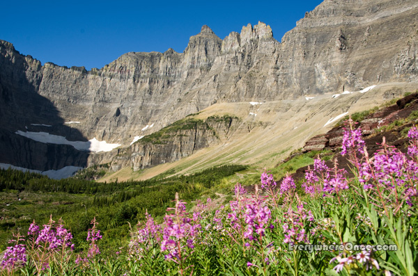 Glacier National Park Wildflowers, Mountains, Landscape