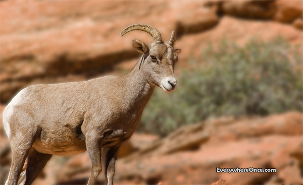 Big Horn Sheep, wildlife