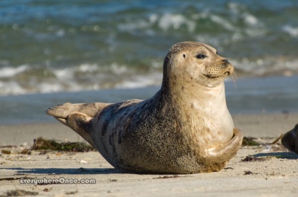 Seal on Childrens Pool Beach, La Jolla, California