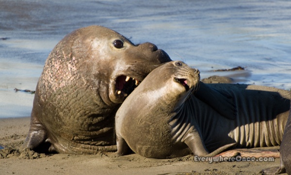 Elephant Seal Getting Rapey