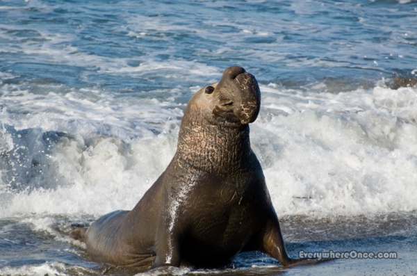 Elephant Seal Striking Sexy Pose