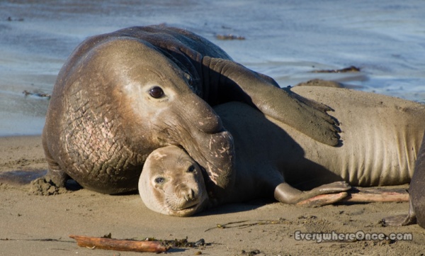 Elephant Seals Cuddling