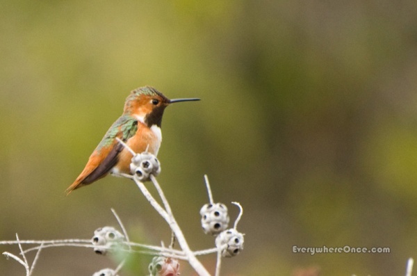 Allen's Hummingbird Perched Profile