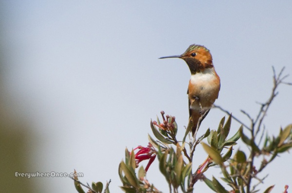 Allen's Hummingbird Perched