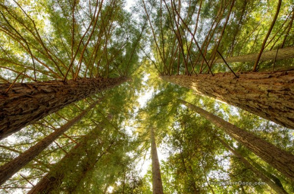 Jack London State Historic Park