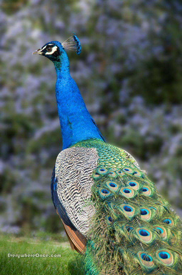 Peacock