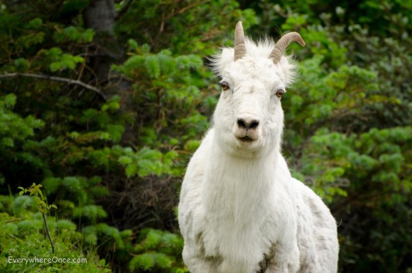 Alaskan Dall Sheep