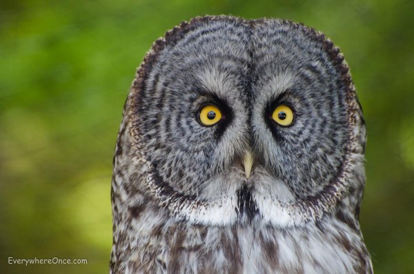 Great Grey Owl