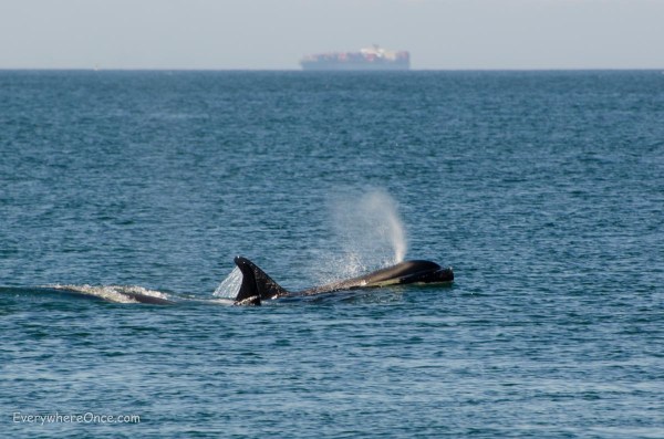 Orcas and Cargo Ship off San Juan Island
