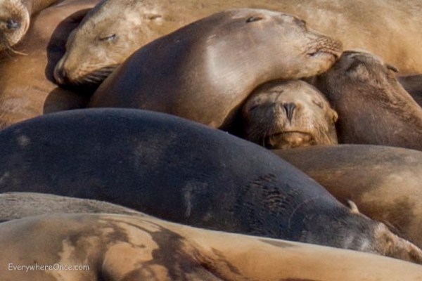 Sleeping Seals in San Diego