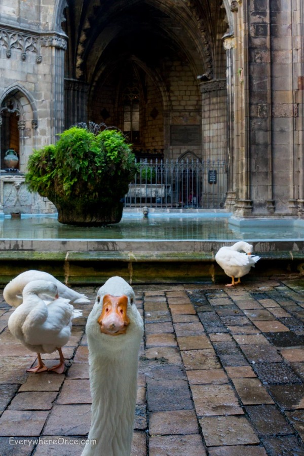 Geese at Barcelona Cathedral