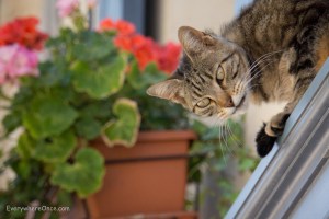 Saint Remy Provence Kitty