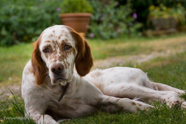 Angie is the real France