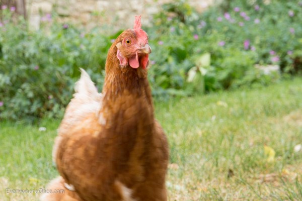 Another guest enjoying the garden