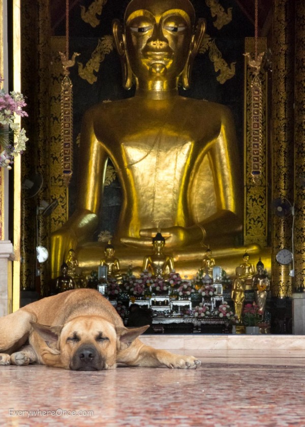 Dog sleeping in front of Buddha statue in Thailand
