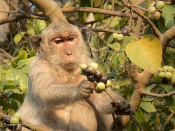 Macaque eating fruit at Angkor Wat