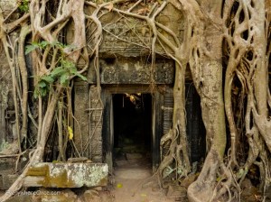 Trees overgrowing Ta Prohm Temple in Angkor Wat