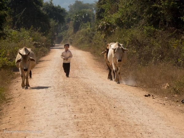 Boy with cattle in Cambodia